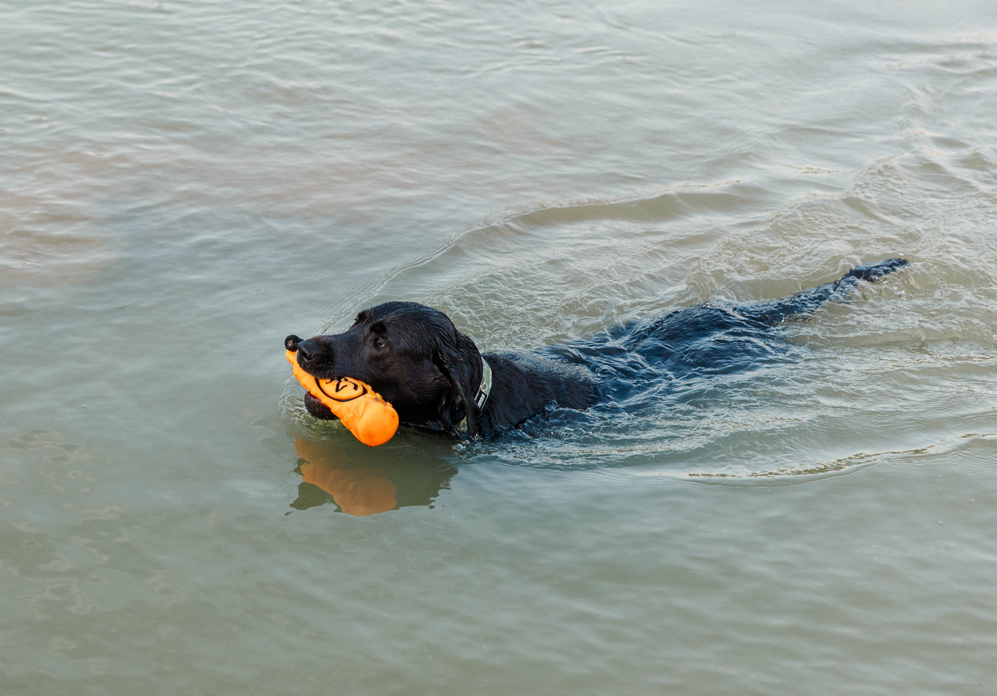 Waterproof Dog Collar